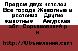 Продам двух нетелей - Все города Животные и растения » Другие животные   . Амурская обл.,Серышевский р-н